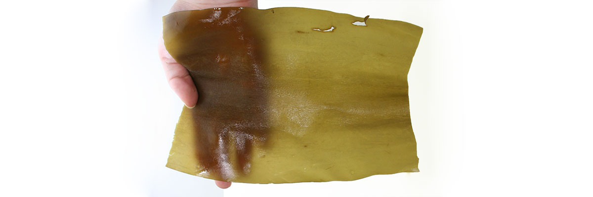 15分程水につけると幅が約12センチに広がりました。