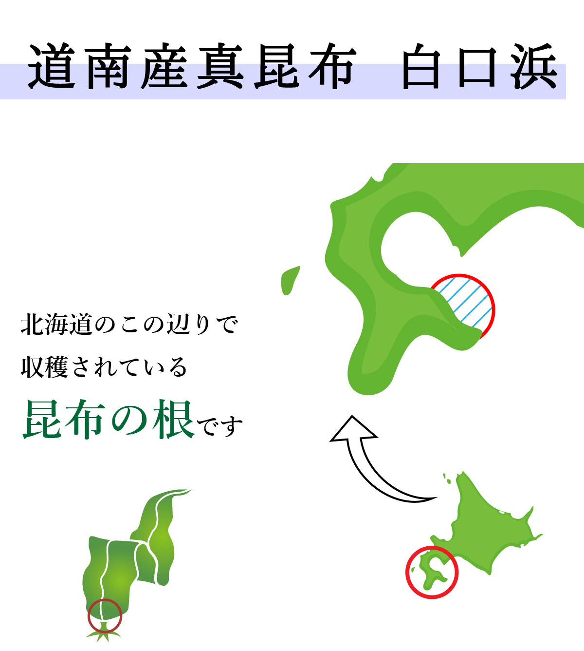 道南産真昆布白口浜