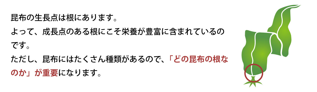 昆布の生長点は根にあります。よって、成長点のある根にこそ栄養が豊富に含まれているのです。ただし、昆布にはたくさんの種類があるので、「どの昆布の根なのか」が重要となります。