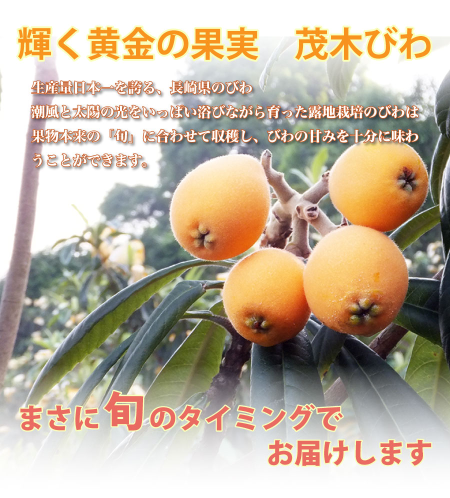 黄金に輝く果実茂木びわ