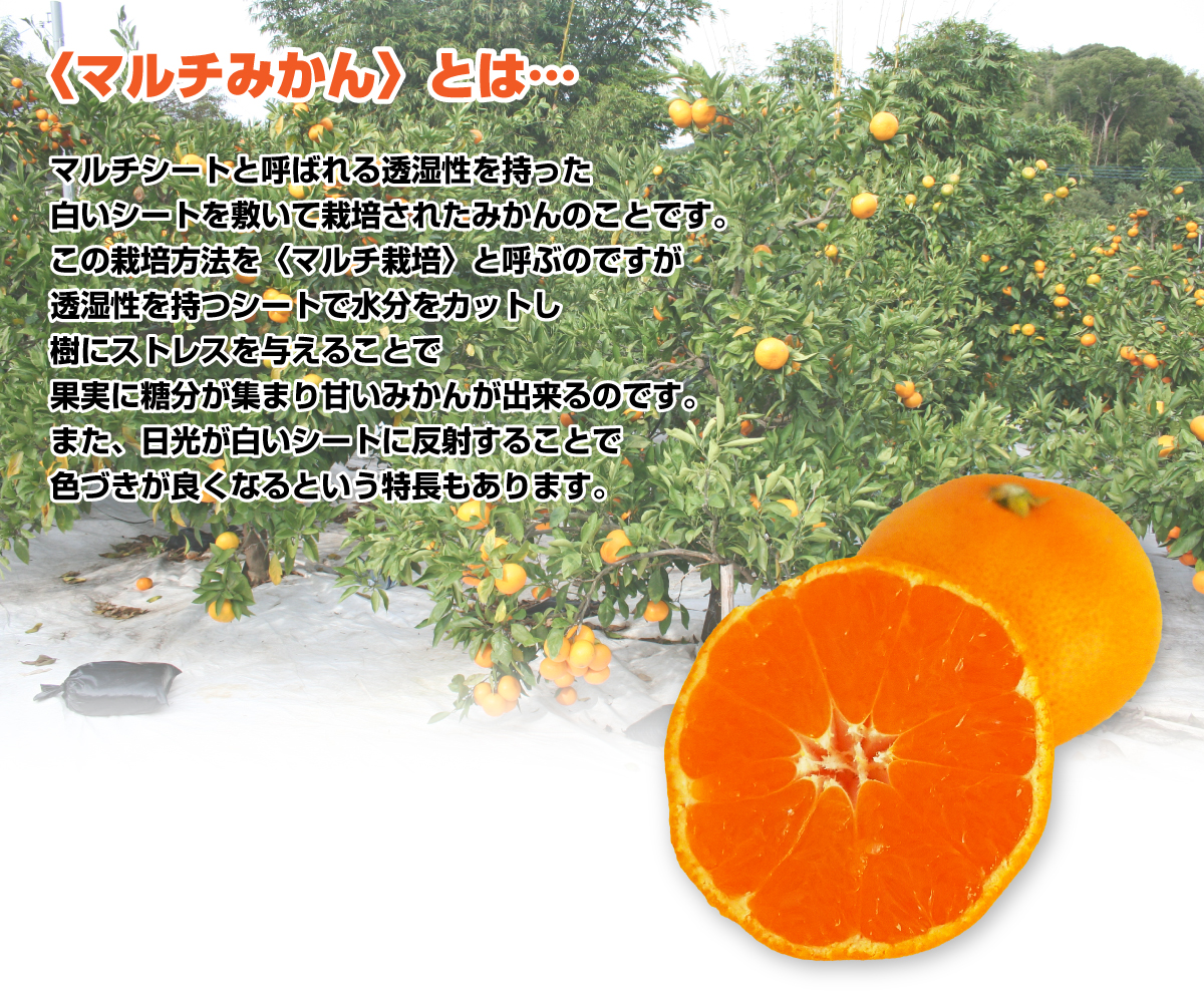 マルチシートと呼ばれる透湿性を持った白いシートを敷いて栽培されたみかんのことです。この栽培方法を〈マルチ栽培〉と呼ぶのですが、透湿性を持つシートで水分をカットし樹にストレスを与えることで、果実に糖分が集まり甘いみかんが出来るのです。また、日光が白いシートに反射することで色づきが良くなるという特長もあります。