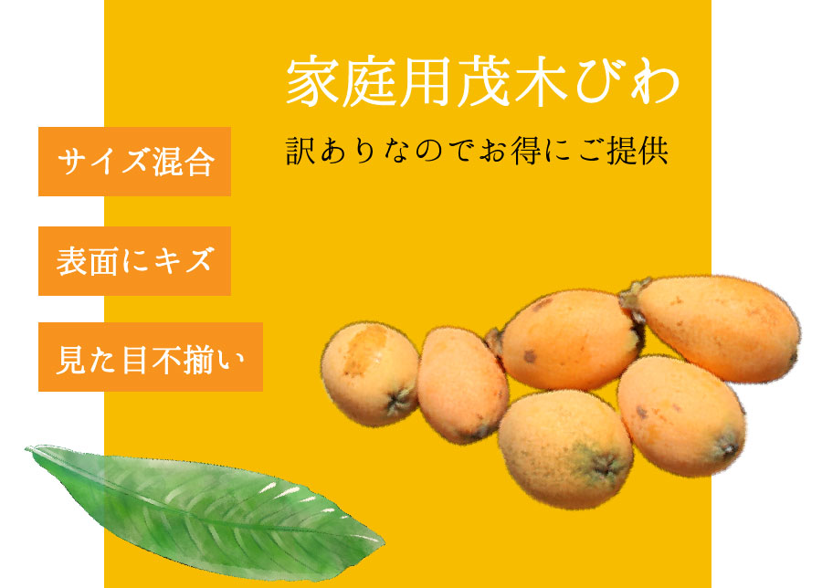 黄金に輝く果実茂木びわ