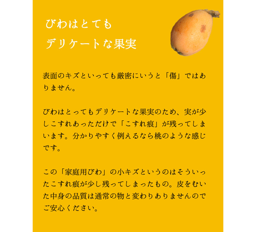 黄金に輝く果実茂木びわ