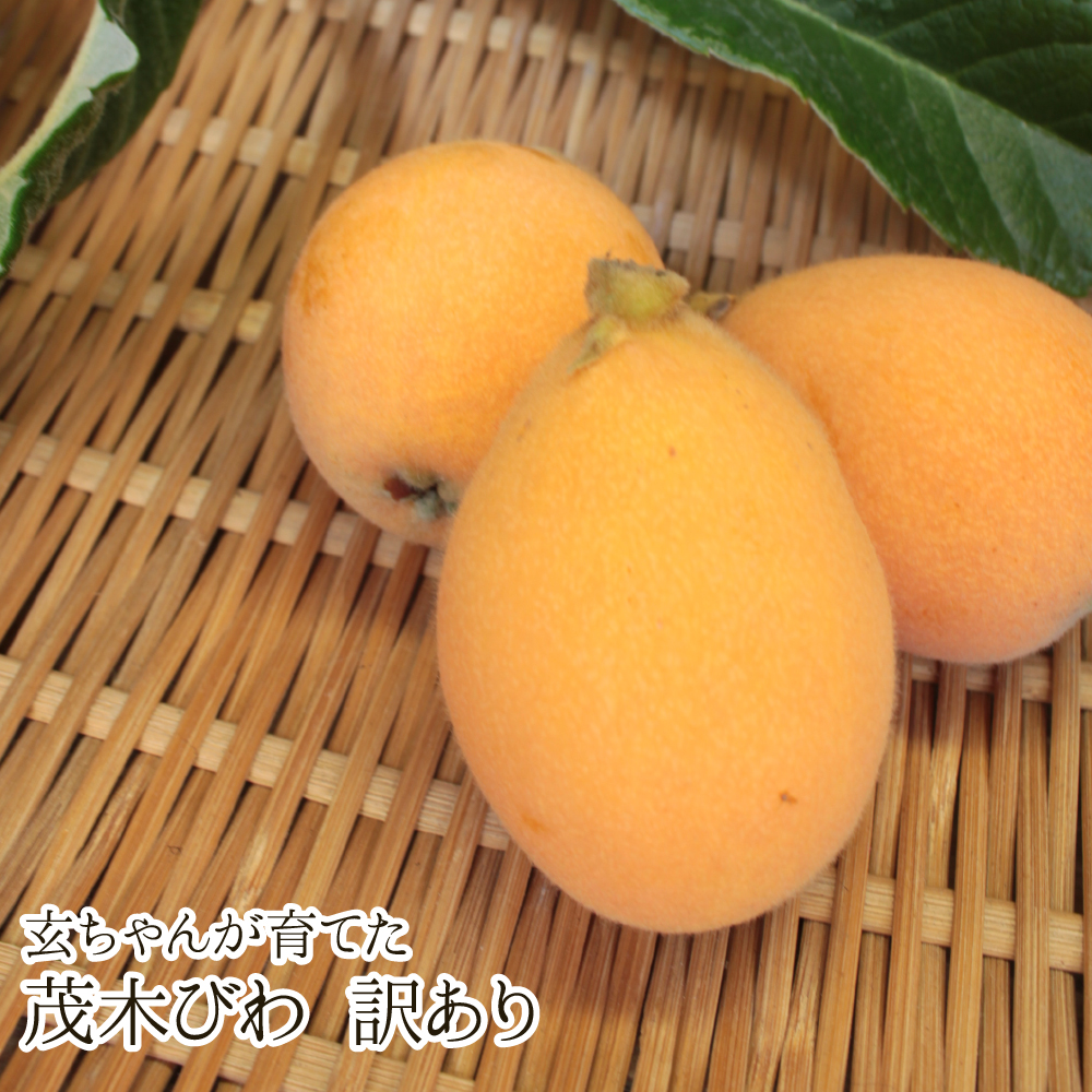 玄ちゃんが育てた茂木びわ 訳あり