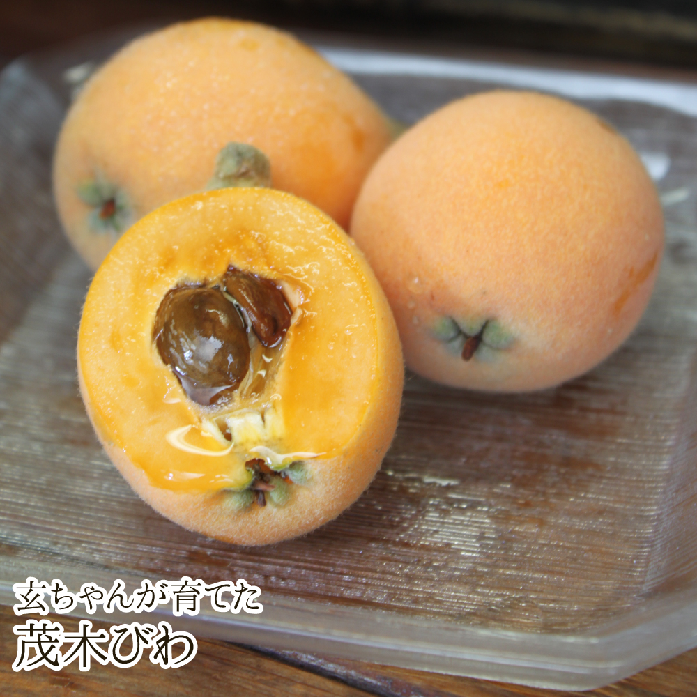 玄ちゃんが育てた茂木びわ